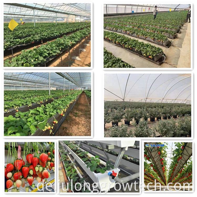 hydroponics strawberry 